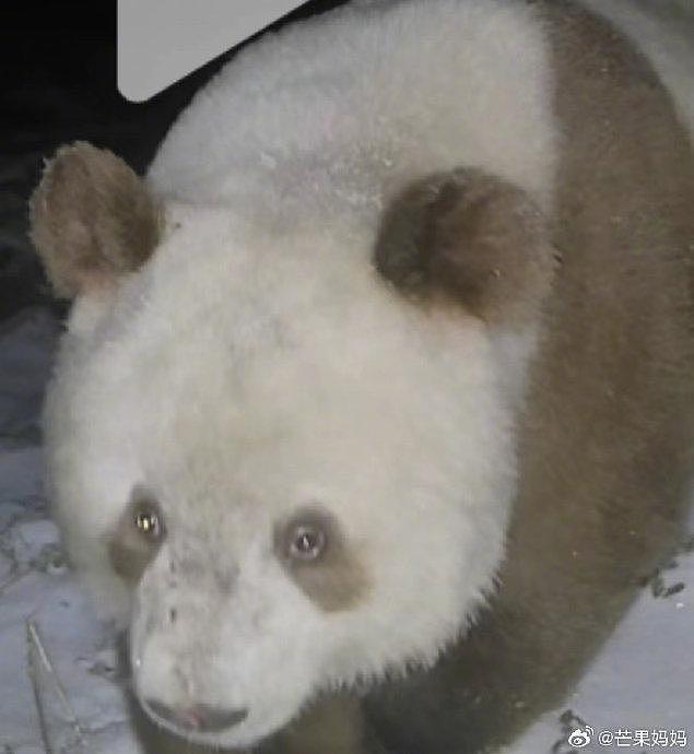 野外又发现棕色大熊猫了，这只看着比七仔聪明不少，是圈养和野生的区别吗？ - 2