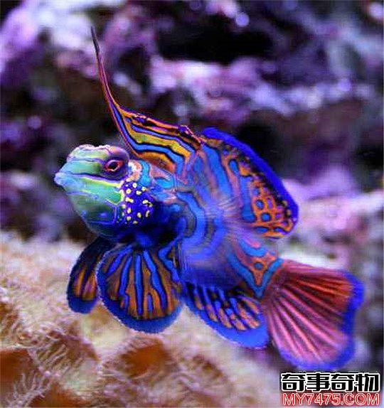 色彩鲜艳的十大水生动物 五彩青蛙最为艳丽
