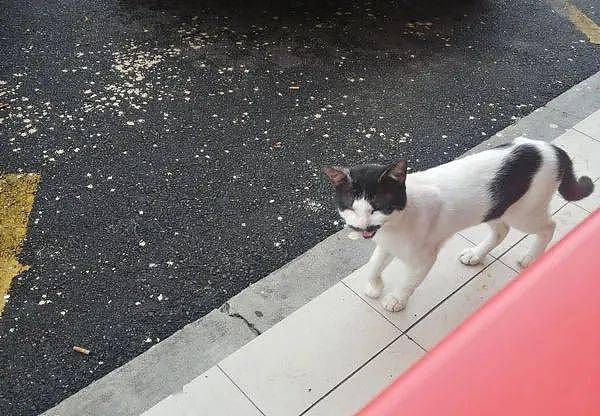 网友在街头遇到一猫来要吃的，看它的面相，是挺凶的！ - 1