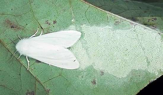 　在叶子下大量产卵的成年美国白蛾。| Bugwood.org。