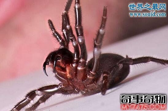 漏斗网蜘蛛 世界上最致命的蜘蛛 15分钟内死亡