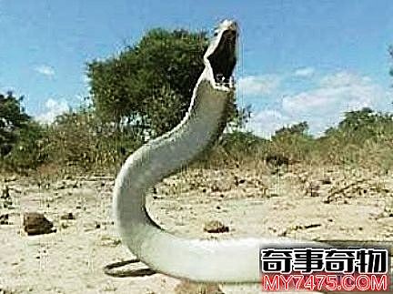 十种世界上最长的蛇 狂蟒之灾里的蟒蛇不完全是虚构的