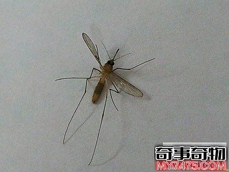 小说中最可怕的蚊子（吸髓蚊真的存在吗）