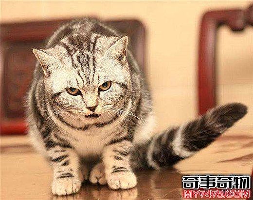 世界十大最漂亮的猫咪 布偶猫的眼眸令人着迷