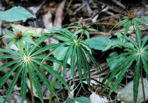 蒲公英能抵抗癌细胞吗？提醒：这4种中药或许有抗癌效果，了解下 - 6