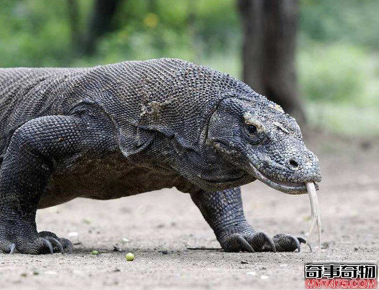 世界上最大的蜥蜴（体重已高达50公斤以上）