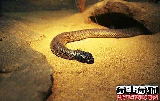 世界上最毒的蛇 细鳞太攀蛇一次毒液可以毒死20万只老鼠