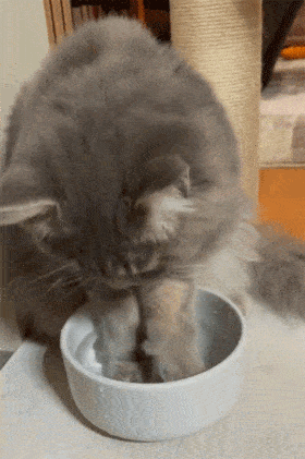 胖猫干净的水不喝，只喝泡过脚的水！网友:这猫口味好重! - 6