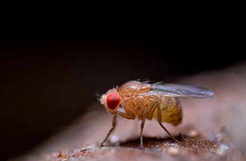癌症为什么致命？科学家从果蝇身上找出延长患者生命的方法 - 6
