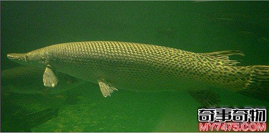 世界上最大的淡水鱼 湄公河有三百公斤的鲶鱼