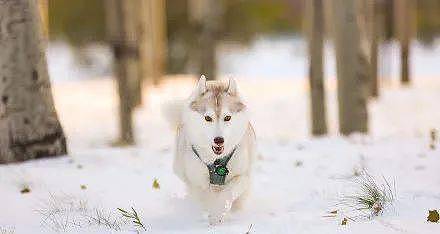 网友带哈士奇到雪地玩，下一秒简直变了一只狗，好美！ - 7