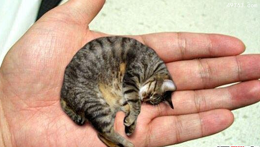 世界上最小的猫皮堡斯，皮堡斯小猫灭绝了吗