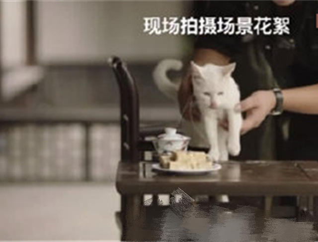 国内导演冯小宁怒斥虐猫剧组：虐待动物就是缺乏艺德 - 2