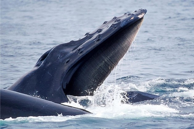 一头须鲸正在进食。