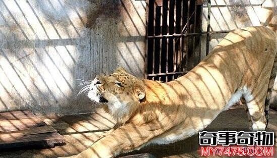 狮虎兽图片曝光 狮子和老虎所生的杂交动物 重千斤