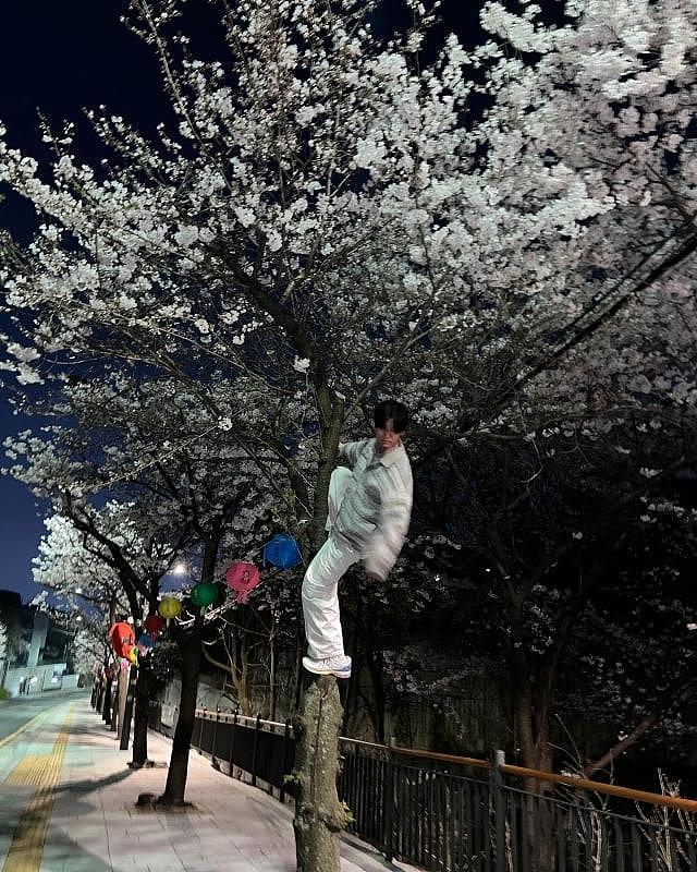 韩国知名男星，爬上樱花树拍照，韩网友留言批评：你不应该这样做 - 3