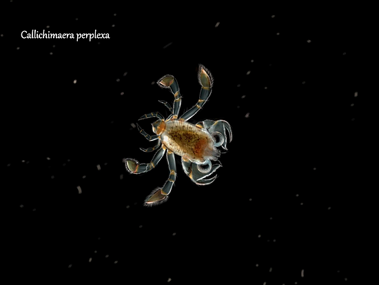 在夜间潜入深水，探索海洋古生物的绚丽 - 1