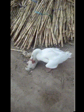 搞笑GIF趣图:养了一只大白鹅，成了村里的一霸！ - 1