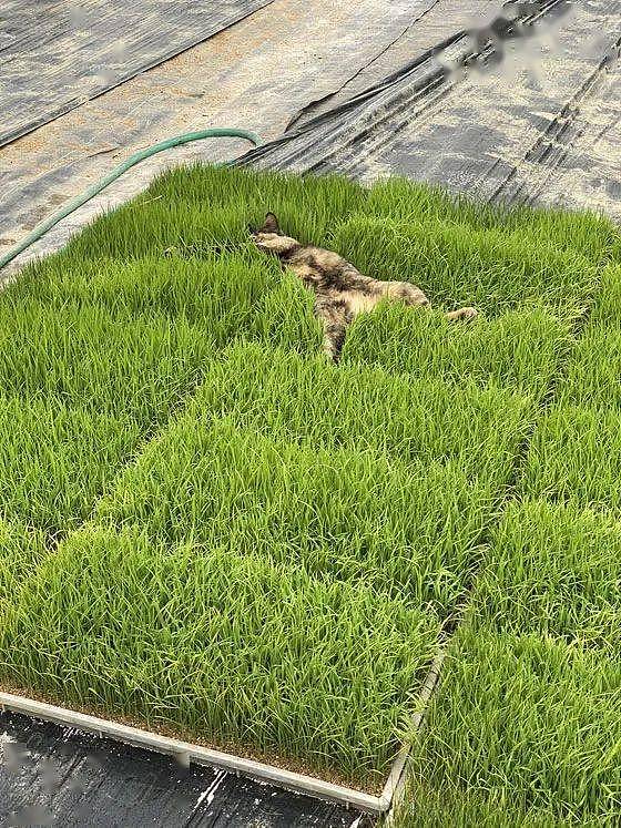 推主辛苦培育了一批水稻秧苗，却被猫用来这样睡觉，气死了！ - 2