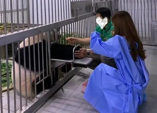 熊猫福宝韩国饲养员装哭惹群嘲，两个摄像师跟拍特写，比韩剧还假 - 21