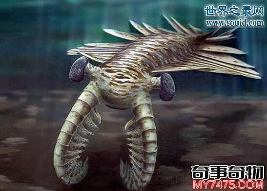 寒武纪最庞大的动物 2米长的奇虾 虾子也可以做霸主
