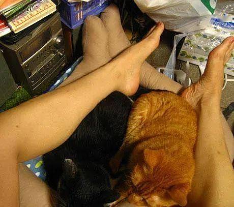 猫咪老是在腿上睡觉，导致无法行动，于是铲屎官想了个主意 - 4