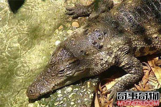 世界上最凶残的鳄鱼 湾鳄曾吞食千名日军