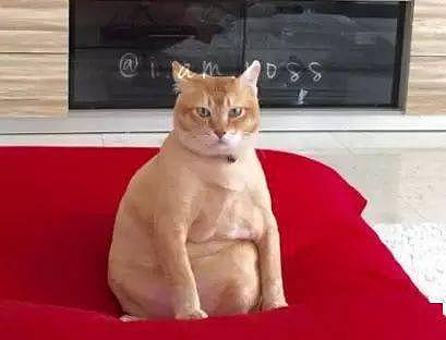 这只大橘猫，它每天一吃饱就会摆出这个酷酷的姿势....喵：嗨！妹子约？ ​ - 2