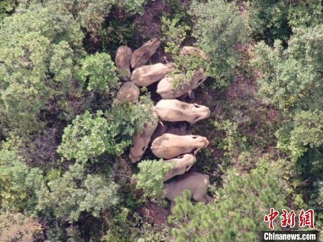 资料图为此前监测到的云南北移亚洲象群。　云南省森林消防总队提供