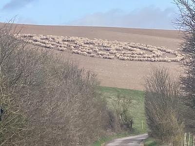 英国骑行者拍下神奇一幕，绵羊摆出麦田怪圈，疑似和外星人沟通