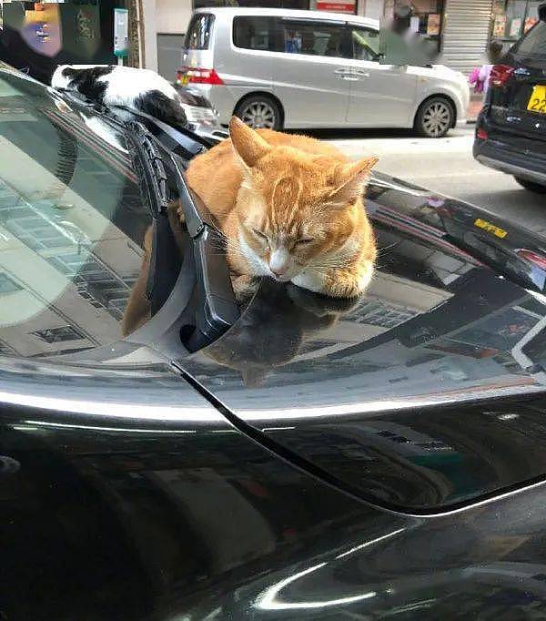 取车时看到两猫趴在车头，赶都赶不走，也不知怎么办才好！ - 4