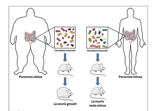 利用人体肠道微生物定植，改变了小鼠体型 图/Wikipedia