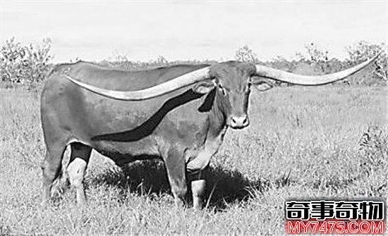 世界上角最长的牛 两只牛角总长度接近3米