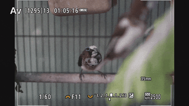 佳能EOS R10的动物眼（鸟）部识别对焦演示