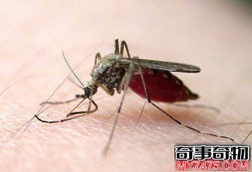 转基因蚊子对世界有什么影响（转基因蚊子图片）