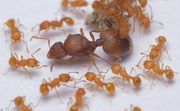 小火蚁的蚁后和工蚁 华南农业大学红火蚁研究中心供图