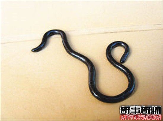世界上最小的蛇 这么小难道不是蚯蚓吗