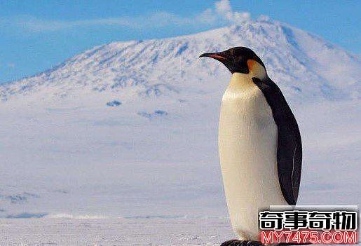 世界上最大的企鹅（身高120厘米 体重为50公斤）