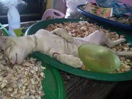 买蒜偶遇猫老板在酣睡，样子十分搞笑!网友:蠢猫是不是被熏晕了! - 1