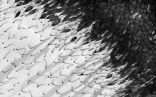 玻璃翼蝶翅膀上透明部分（白色部分）的鳞片细软　其他区域（深色部分）的鳞片则更宽