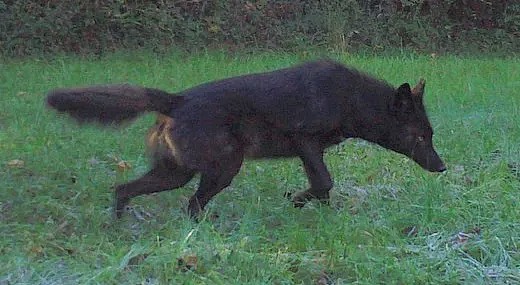 黑毛郊狼都是杂交的，它们的黑款毛色来自狗或狼携带的基因突变。图片来源：wikipedia