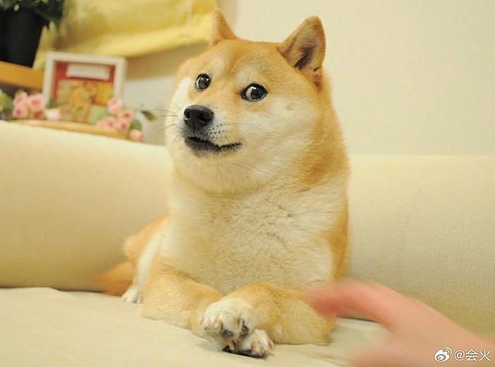 据外媒，著名表情包“doge”的原型柴犬Kabosu去世 - 4