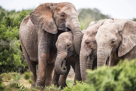 在盗猎猖獗地区，不长象牙的大象更有优势。来源：Peter Chadwick/Getty