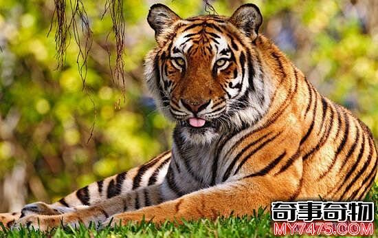 爪哇虎 又一因人类肆意捕杀而灭绝的老虎