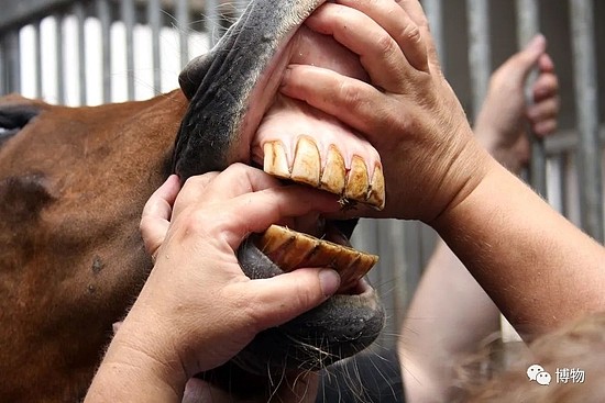 当一匹马对我笑，我患上了“恐牙症”！ - 7