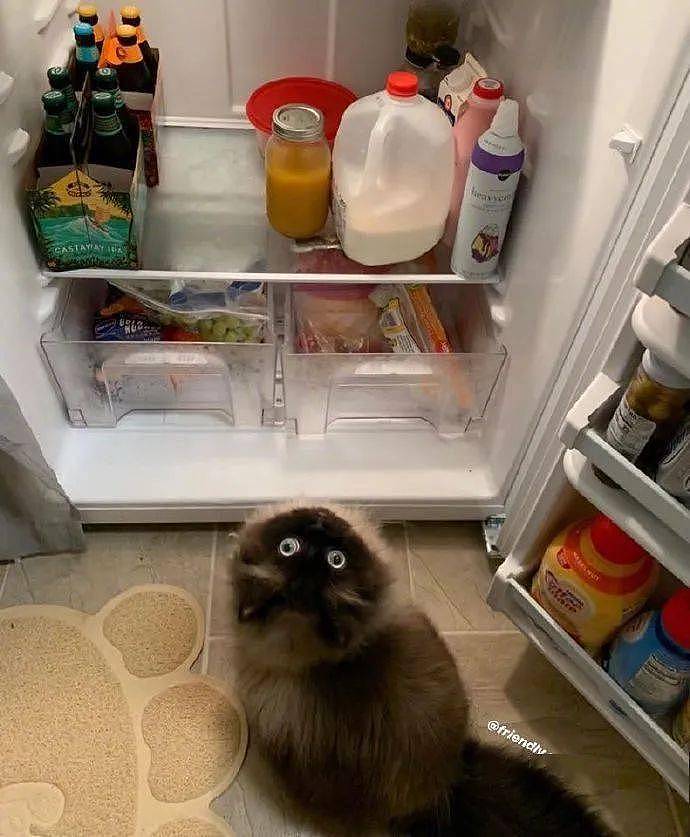 每次清理冰箱腾出空位时，猫就要进去填补空缺，让人哭笑不得！ - 1