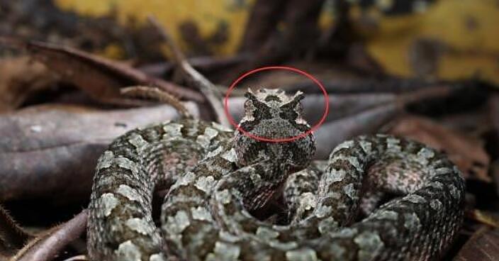 民间传说是真的？浙江发现一条奇蛇，头上长有“龙角” - 2