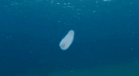 十几米长的巨型怪虫吓坏潜水员，一张大嘴堪称海洋版“沙虫” - 11
