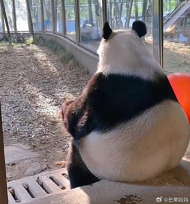好想看看不正经型的熊猫毛坎肩长啥样哈哈哈哈哈 - 2