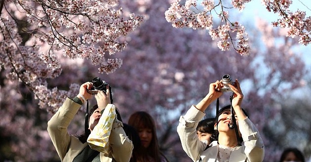 气候变化导致日本樱花提前绽放 - 1